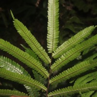 Adiantum pulverulentum L.